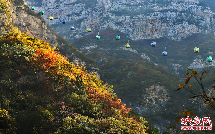 索道下的山坡，陽光灑在色彩繽紛的樹葉上