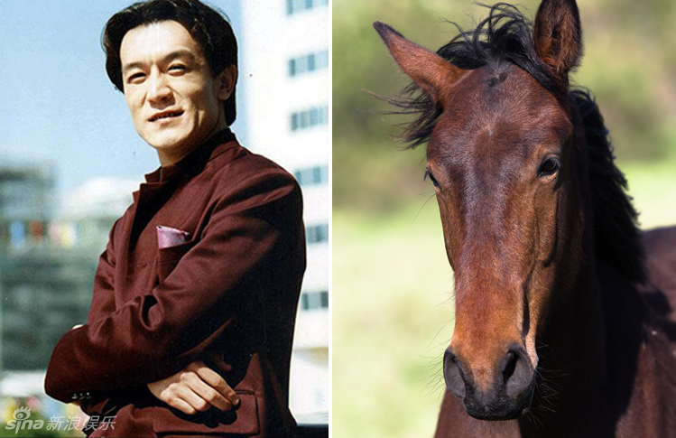 不小心就撞臉了！盤點(diǎn)動(dòng)物界的明星相