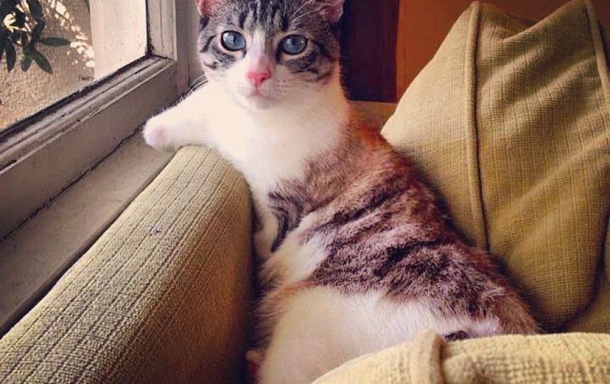 美國殘疾“貓堅(jiān)強(qiáng)”頑強(qiáng)生活