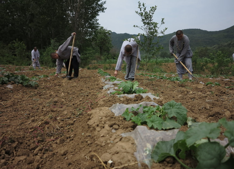 少林寺耕種的120多畝小麥?zhǔn)炝耍渖畟冏哌M(jìn)田間，收獲黃燦燦的果實(shí)。