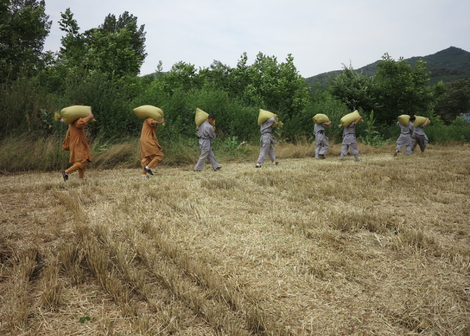 武僧在田間肩扛糧食。