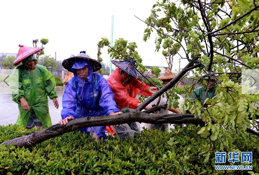  8月8日，工人在福建省石獅市公路邊清理被大風(fēng)吹倒的樹木。
