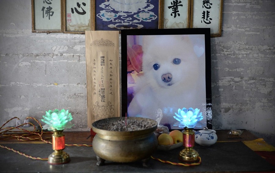 寵物狗的遺像被擺放在寺廟中。