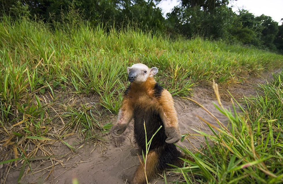 這頭食蟻獸站起來是想在車前顯得自己更高大一點。（網(wǎng)頁截圖）