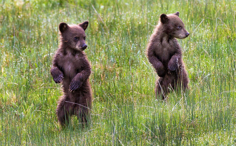 當(dāng)看到這些可愛(ài)的小熊照片時(shí)，你的心一定被它們的模樣給萌化了吧！