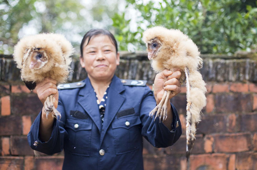 11月6日，記者聯(lián)系上都昌縣的村民危億玲，她是撿到雛鳥的曹女士的兒媳。她向記者介紹，稱他們家住在蔡嶺鎮(zhèn)北炎村港邊舍自然村，她婆婆11月4日下午上山采茶籽時，在樹下發(fā)現(xiàn)了5只可愛的雛鳥并帶回了家。