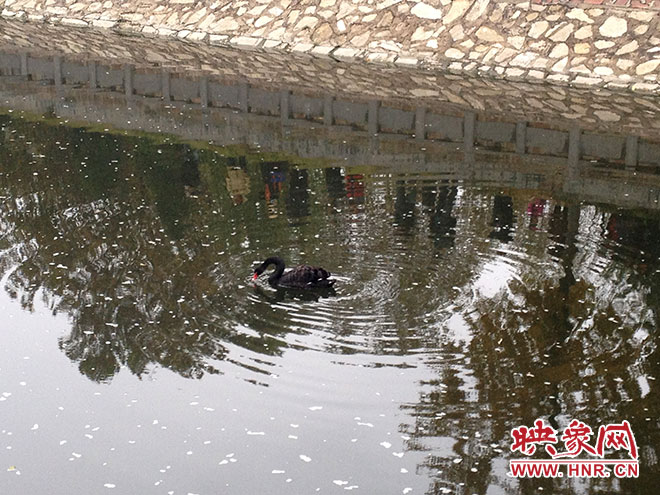 受傷的黑天鵝迫降鄭州金水河。
