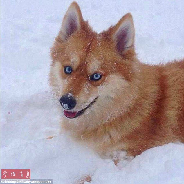 狐貍還是狗？藍(lán)眼睛萌寵走紅網(wǎng)絡(luò)