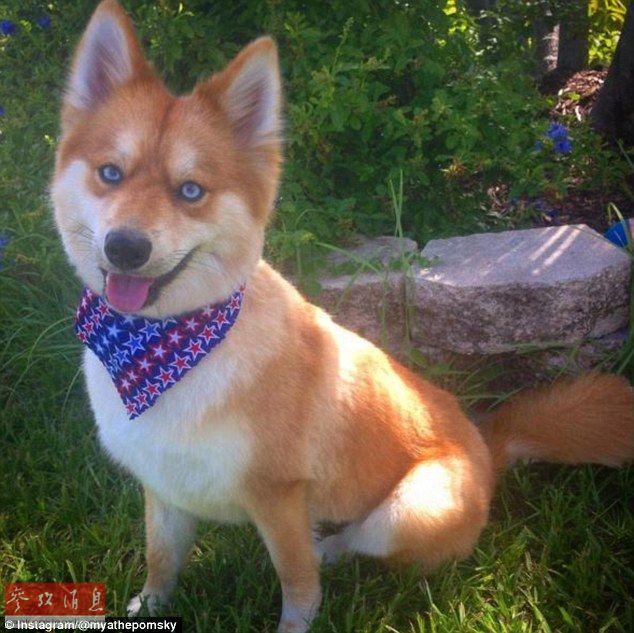 狐貍還是狗？藍(lán)眼睛萌寵走紅網(wǎng)絡(luò)