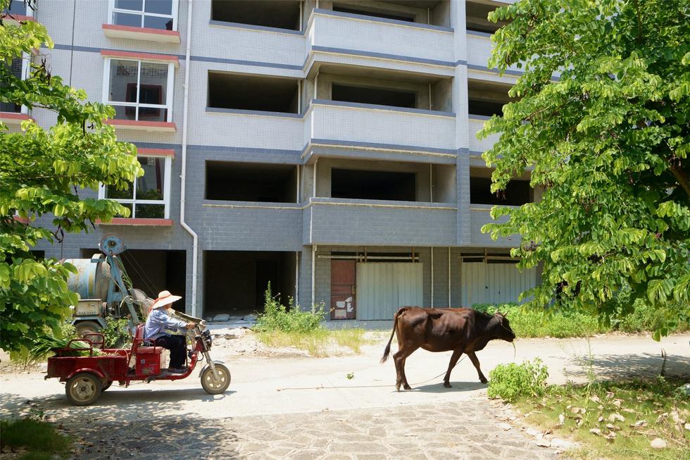 2016年7月26日，村民在廣西來賓市忻城縣隆達(dá)山水福城荒廢別墅間放牛。