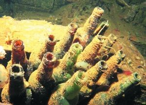 長滿水藻的日本清酒瓶。