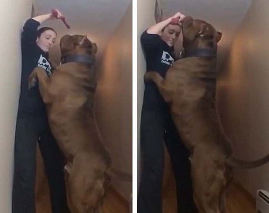 世界最大斗牛犬重達(dá)79公斤 后腿站立高過成人(組圖)