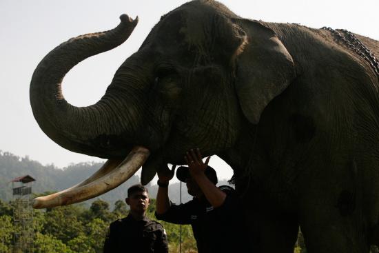 圖為大象巡邏隊(duì)里的大象。來(lái)源：法新社。