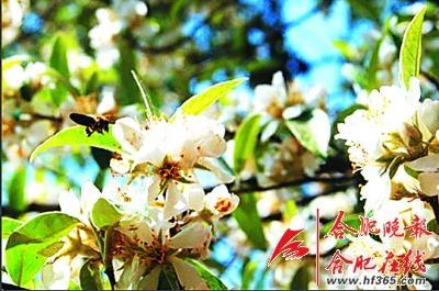 261歲古樹棠梨“搬家” 業(yè)內人士表示擔憂(圖)