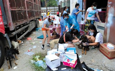 昨日下午，志愿者對攔截下來的狗逐一檢查，分類進(jìn)行管理。新京報記者 吳江 攝