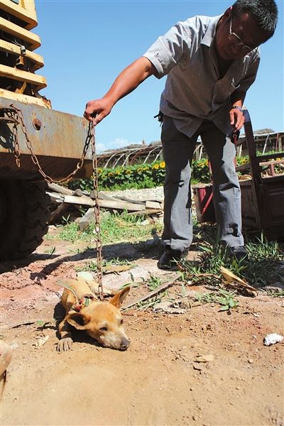 西夏區(qū)農(nóng)牧局工作人員在仔細(xì)觀察該動(dòng)物。