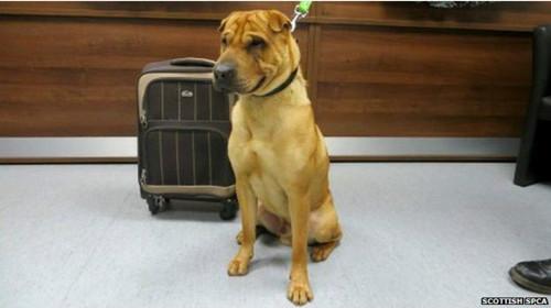 蘇格蘭動(dòng)物權(quán)益慈善組織已經(jīng)通過芯片查出這只小狗的名字叫凱。