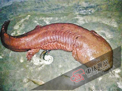 巫山抱龍鎮(zhèn)的超級娃娃魚。