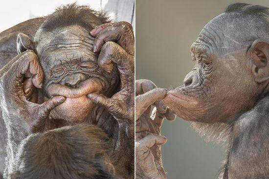 黑猩猩擺各種姿勢拍照。