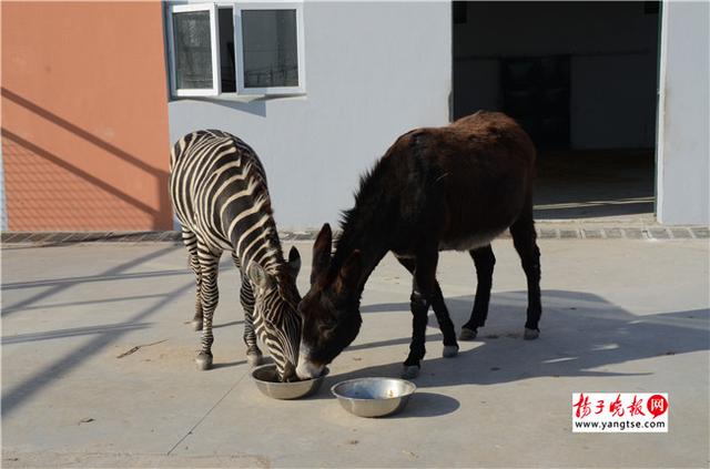 圖斑馬和驢子在一起共同進(jìn)食。
