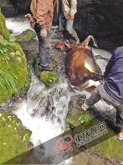 黃牛掉到懸崖下的小溪中。