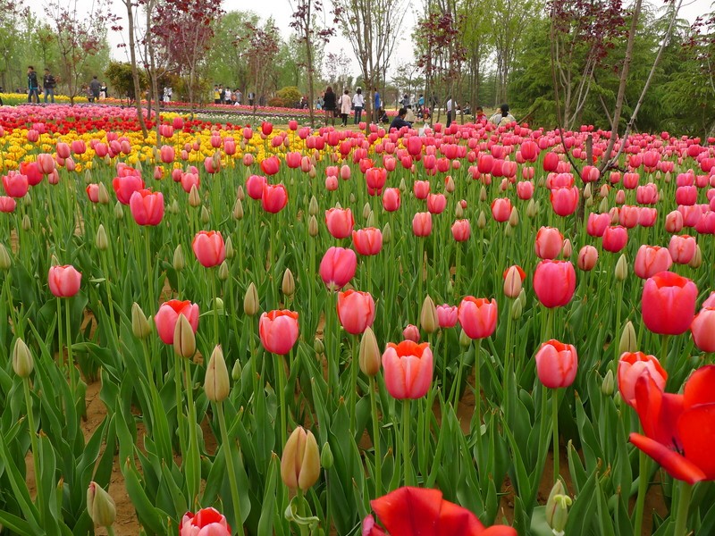 粽子節(jié)遇上兒童節(jié)，你想好去哪了么？