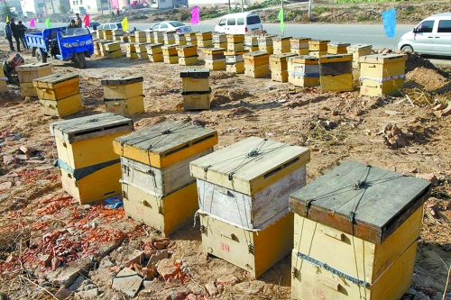這些蜜蜂箱沿路依次擺放,綿延近千米。