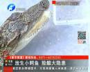 放生小鱷魚 險(xiǎn)釀大隱患