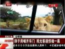 獅子用嘴開(kāi)車(chē)門(mén) 觀(guān)光客遇驚魂一幕
