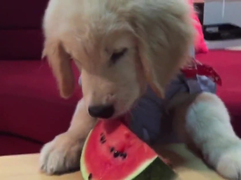超萌金毛啃西瓜！夏天來了汪星人也要消暑?。? title=