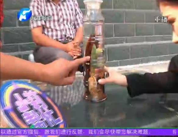 神奇！泡酒人參發(fā)芽長(zhǎng)樹葉