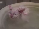 喜歡在盆里暖浴喵咪！這貨太懶了