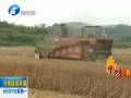 南陽南召：小型收割機加快山區(qū)麥收進度