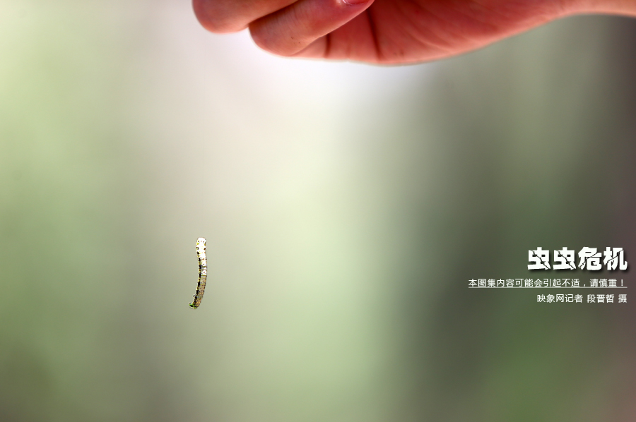 當(dāng)小蟲子從樹上垂絲而下懸在半空中時(shí)，給路上的行人帶來諸多不便